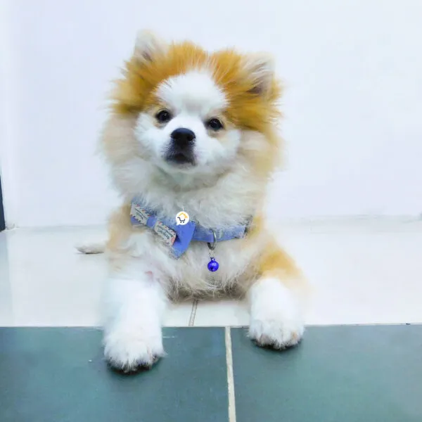 Perro Pomerania marrón y blanco con collar de corbatín azul y cascabel azul.