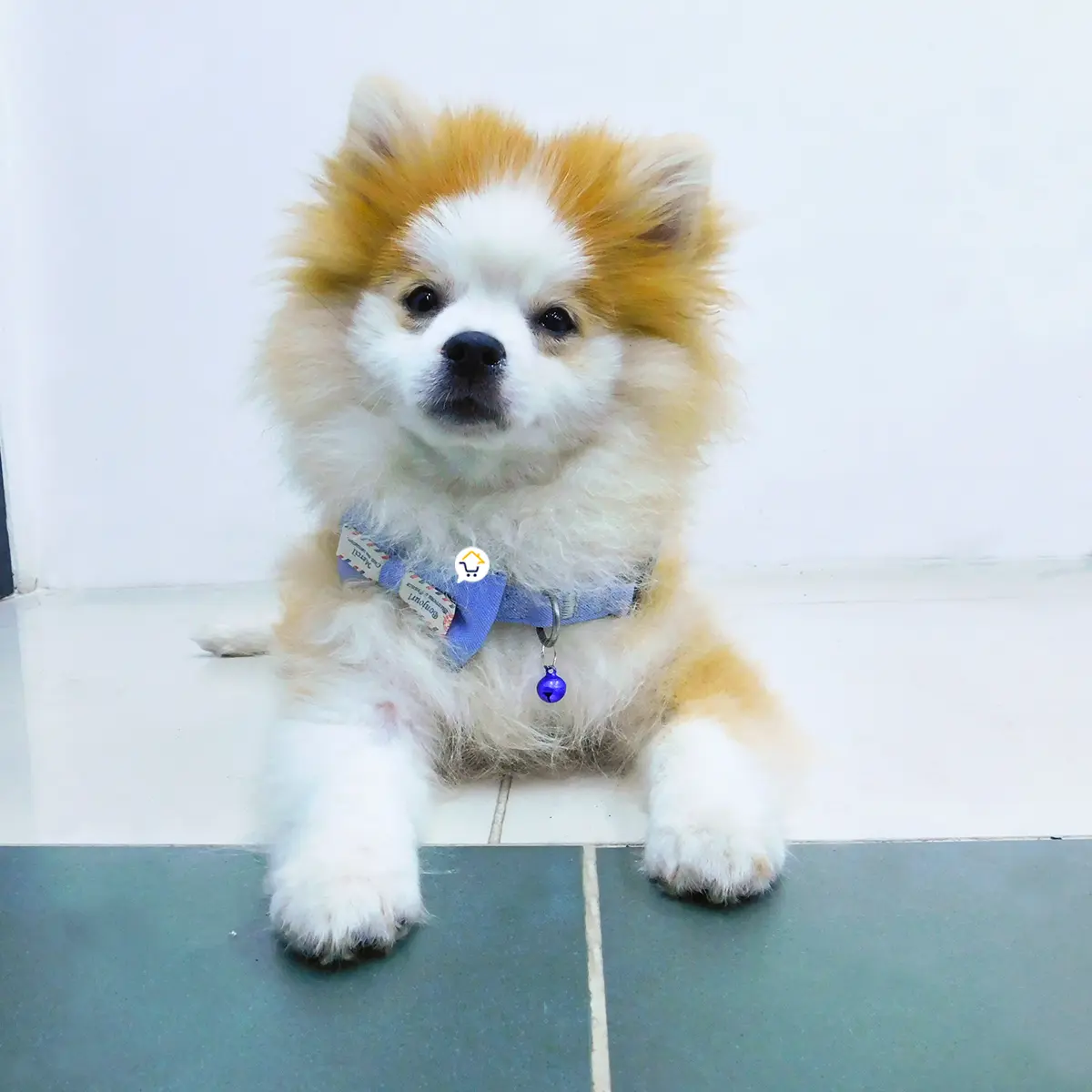 Perro Pomerania marrón y blanco con collar de corbatín azul y cascabel azul.