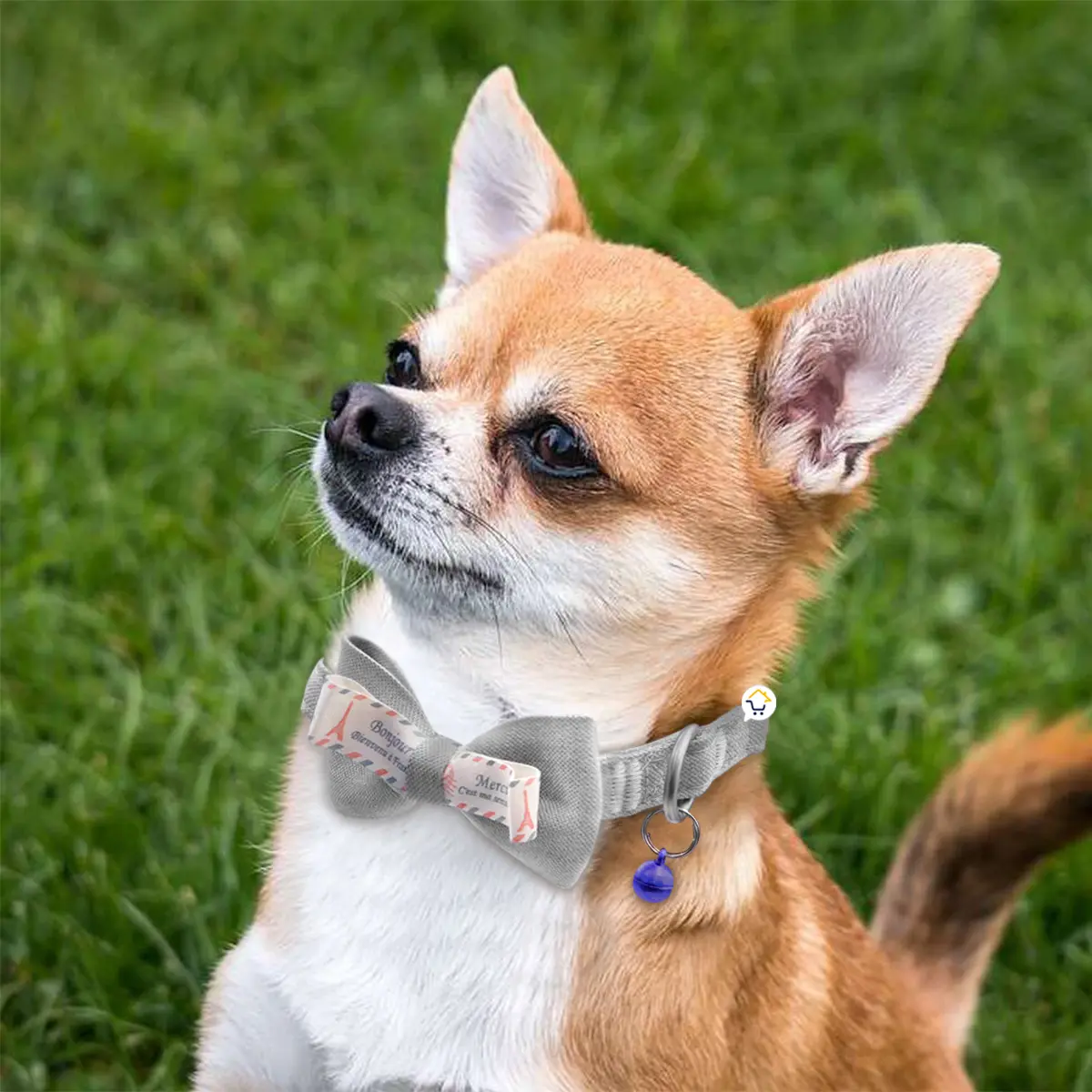 Chihuahua con collar de corbatín gris y cascabel azul, paseo en césped.