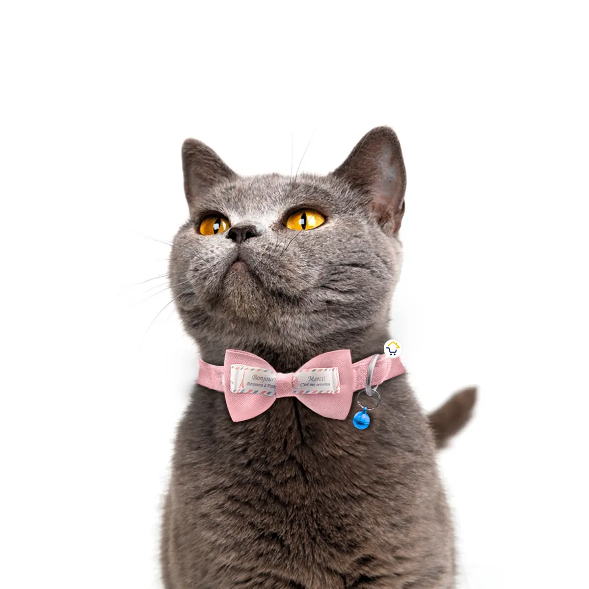 Gato gris con collar rosa de moño y cascabel mirando hacia arriba sobre fondo blanco.