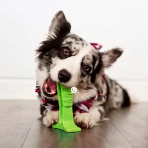 Perro merle mordiendo juguete cepillo de dientes verde para mascotas, ideal para encías.
