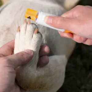 Set x2 cortauñas y lima eléctrica para mascotas: cuidado seguro y fácil de uñas.