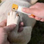 Set x2 cortaúñas y lima eléctrica para mascotas, cuidado de garras de perro.