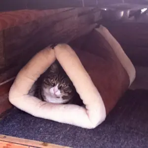 Cama 2 en 1 para gato: peludo atigrado descansa en confortable cama tipo túnel.