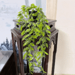 Planta colgante hiedra artificial sobre mueble tallado oscuro con paisaje de fondo.