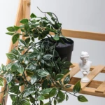 Planta Colgante Verde con Maceta - Imagen 9