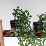 Planta Colgante Verde con Maceta - Imagen 11