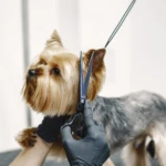 Kit de tijeras para peluquería canina 3 en 1: corte preciso para Yorkie.