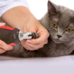 Cortar uñas a gato British Shorthair gris con cortaúñas profesional, mango negro y rojo.