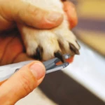 Wahl corta uñas para mascotas, cortando uña de perro dorado con pinzas plateadas.