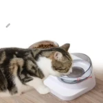 Gato atigrado bebiendo de cuenco elevado transparente con inclinación de 15° y compartimento para alimento seco.