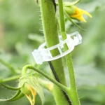 Clip plástico blanco ajustable sujetando tallo peludo de tomate verde, cerca de un fruto pequeño y flor amarilla.