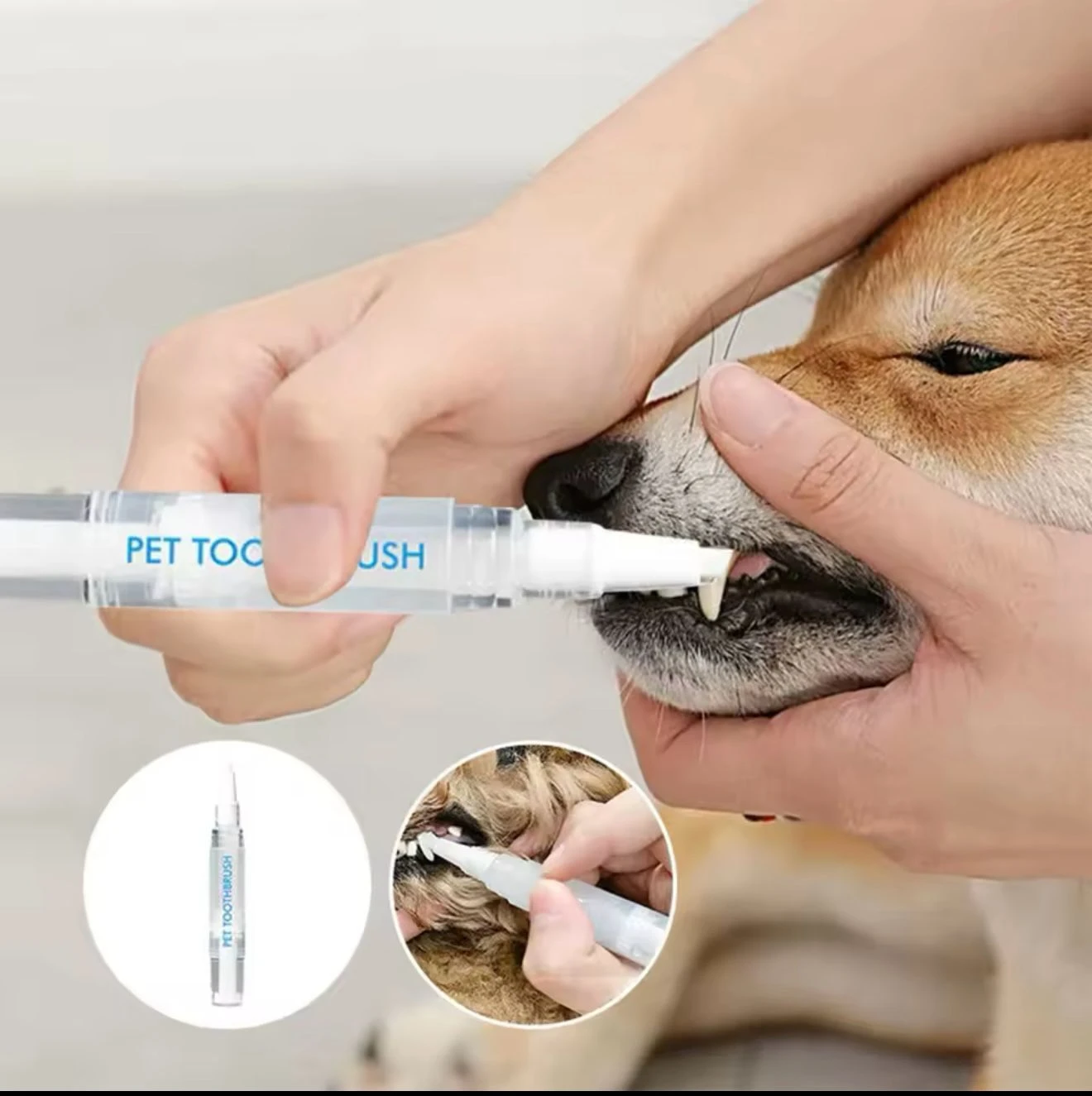 Aplicación de bolígrafo blanqueador dental para mascotas, mostrando un canino Shiba Inu recibiendo tratamiento en los caninos superiores.