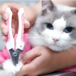 Gato raza Ragdoll azul con sostén rosa mientras le cortan las uñas con tijeras blancas y rosas.