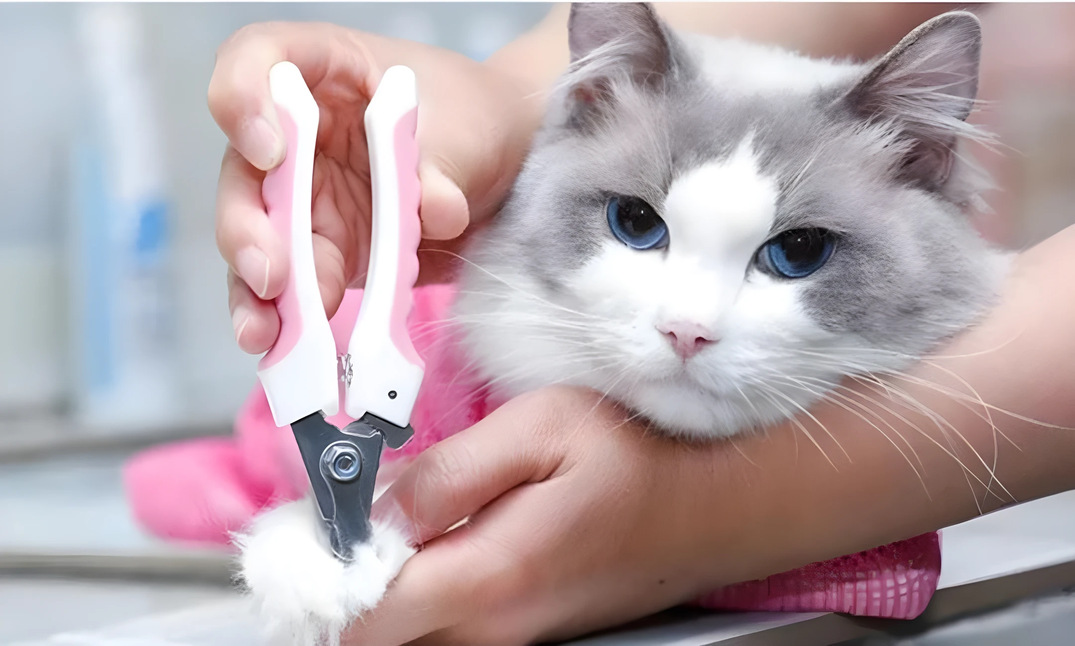 Gato raza Ragdoll azul con sostén rosa mientras le cortan las uñas con tijeras blancas y rosas.