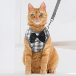 Gato naranja con arnés a cuadros grises y blanco, moño negro y correa.