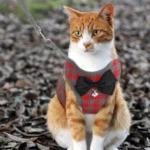 Gato anaranjado con arnés a cuadros rojos y grises con moño negro y cascabel, sentado en el exterior.
