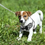 Cachorro Jack Russell con arnés a cuadros grises y corbatín negro, con correa, en pasto verde.