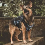 Pastor alemán con arnés de entrenamiento camuflado azul y negro, ideal para control y protección en exteriores.