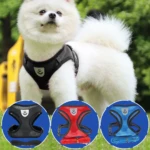 Perrito pomerania blanco con arnés de malla negro, set de arneses rojo y azul con correa.
