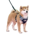 Arnés azul y gris para perro shiba inu, ajustable, con correa, ideal para entrenamiento.