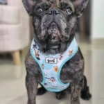 Bulldog francés atigrado sentado, usa un arnés PetGlam celeste con estampado de temática marina, palmeras y piratas, diseño cómodo y ajustable.
