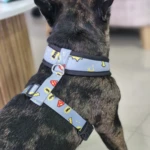Arnés para perros de tela gris con estampado de cómics, ajustado en el torso de un bulldog francés atigrado. Posee hebillas negras y anilla metálica.