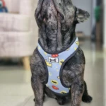 Perro bulldog francés atigrado sentado, usando arnés azul claro con estampado de superhéroes y cierre frontal de la marca PetGlam.
