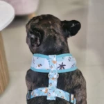 Arnés para perros color azul claro con estampado de barcos y palmeras, puesto en un bulldog francés atigrado visto desde atrás.