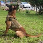 Perro pastor belga con chaleco táctico de control color beige sentado en césped verde.
