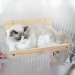 Gato ragdoll blanco y gris descansa en hamaca de madera para pared con ventana panorámica.