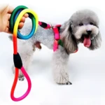 Pechera y cuerda arcoíris para mascotas, ajustable y colorida, ideal para paseos.