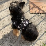 Pechera negra para perro con estampado de calaveras blancas, vista desde atrás, en suelo de cemento con sombras.