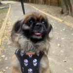 Perrito de raza pequeña con pechera negra con calaveras blancas y etiqueta "Simply Dog", paseando en camino con hojas secas.
