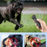 Adiestrador Canino - Imagen 4