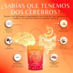 Organic Bless | Café de Hongos - Imagen 3