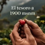 Manos sosteniendo cereza de café roja en campo de altura, con montañas al fondo. Producto: Set x2 Café Especial Oso Frontino de 1.900 msnm.