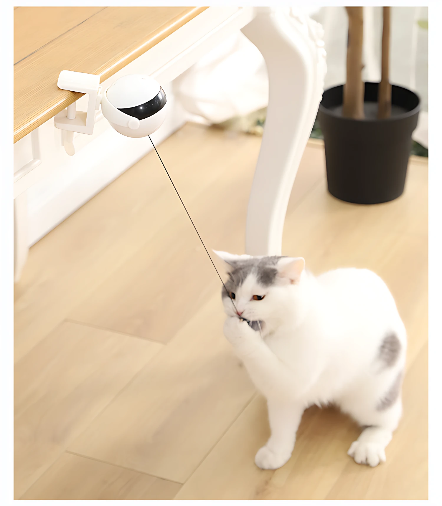 Gato blanco con manchas grises interactuando con juguete automático montado en mesa de madera clara, cable fino conectado a bola blanca con sensor negro.
