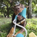 Ejercitador de mandíbula para perros con goma y nylon - Fortalece la mordida y reduce la ansiedad de tu mascota - Imagen 4