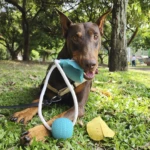 Ejercitador de mandíbula para perros con goma y nylon - Fortalece la mordida y reduce la ansiedad de tu mascota - Imagen 6