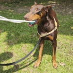 Ejercitador de mandíbula para perros con goma y nylon - Fortalece la mordida y reduce la ansiedad de tu mascota - Imagen 5