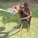 Ejercitador de mandíbula para perros con goma y nylon - Fortalece la mordida y reduce la ansiedad de tu mascota - Imagen 7
