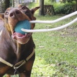 Ejercitador de mandíbula para perros con goma y nylon - Fortalece la mordida y reduce la ansiedad de tu mascota - Imagen 8