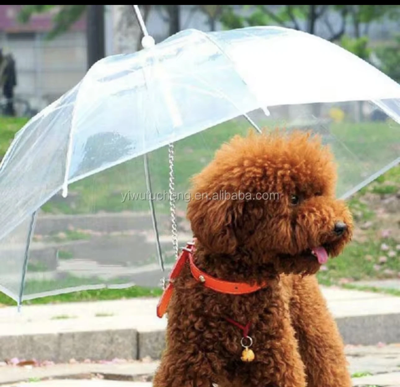 Sombrilla transparente para perro marrón con collar naranja, sostenida por cadena, en exterior con fondo de parque.