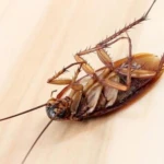 Kborax- Insecticida - Imagen 3