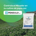 Pendulo Wp Insecticida (Avgust)