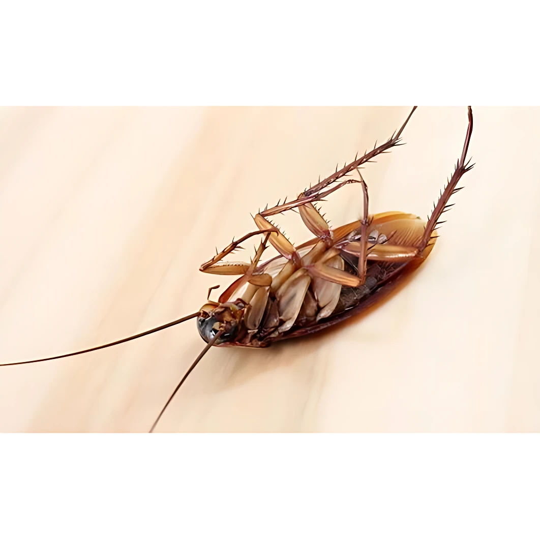 Cucaracha muerta boca arriba sobre superficie clara, mostrando patas extendidas y antenas largas.