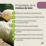 Hongo medicinal Melena de León en presentación de 50g, con etiqueta que detalla sus propiedades para la memoria, concentración y salud cerebral.