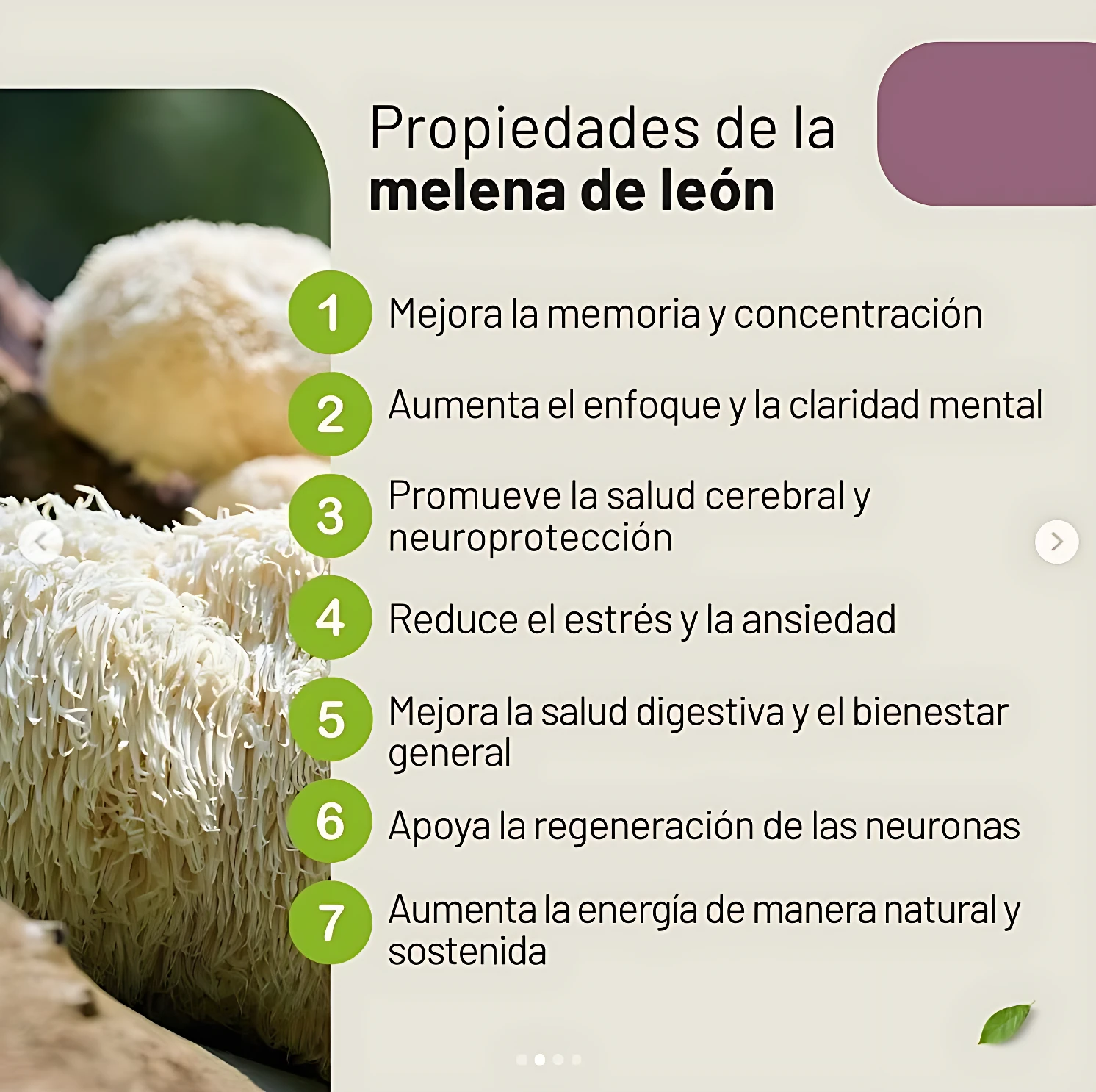 Hongo medicinal Melena de León en presentación de 50g, con etiqueta que detalla sus propiedades para la memoria, concentración y salud cerebral.