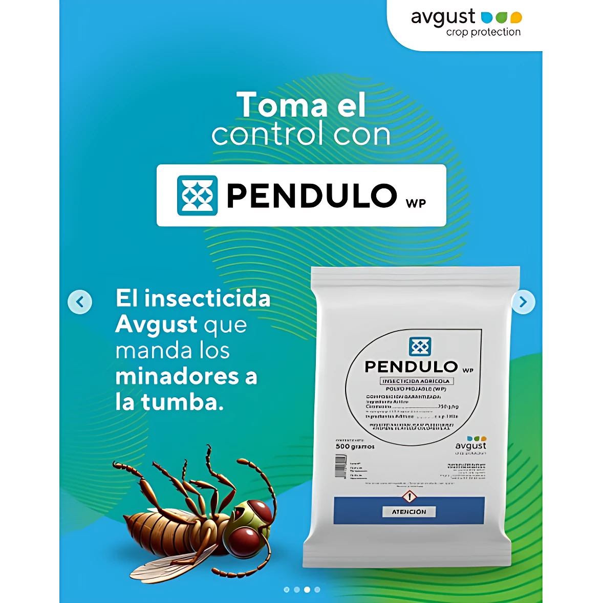 Paquete blanco de 500 gramos del insecticida sistémico Péndulo WP, con etiqueta que muestra nombre, marca August y advertencia de toxicidad, acompañado de de minador y fondo azul con texto promocional en español.